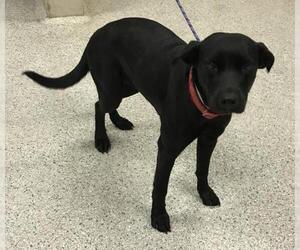 Labrador Retriever-Unknown Mix Dogs for adoption in Conroe, TX, USA