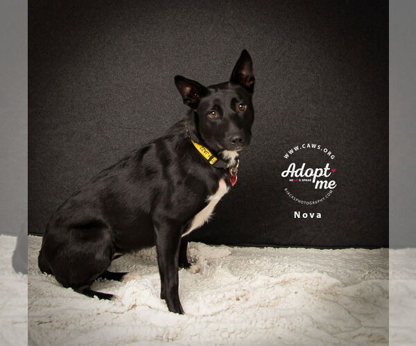 Medium Photo #1 Mutt Puppy For Sale in Salt Lake City, UT, USA