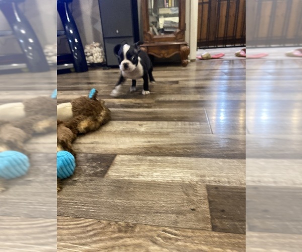 Medium Photo #8 Boston Terrier Puppy For Sale in FREDONIA, KS, USA