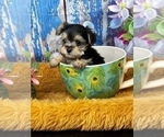 Small #3 Morkie