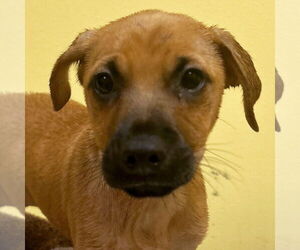 Mutt Dogs for adoption in Jefferson, WI, USA