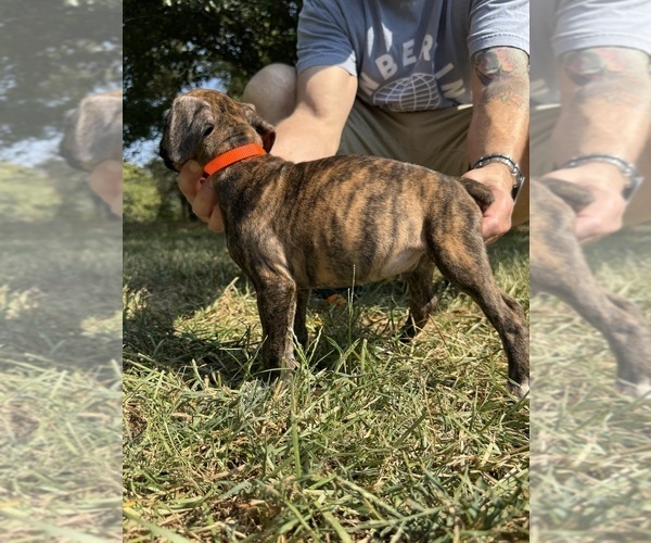 Medium Photo #3 Boxer Puppy For Sale in SCOBEY, MS, USA