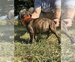 Small Photo #9 Boxer Puppy For Sale in SCOBEY, MS, USA
