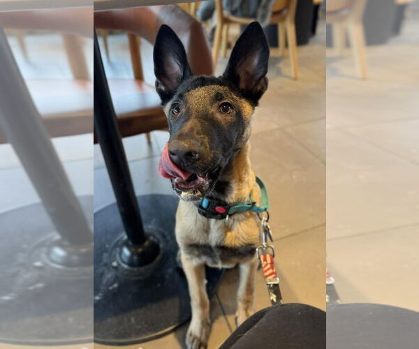 Medium Photo #3 Mutt Puppy For Sale in Rochester, NY, USA