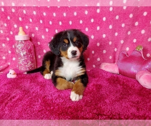 Medium Photo #12 Bernese Mountain Dog Puppy For Sale in BLACK FOREST, CO, USA