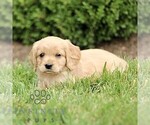 Small #3 Golden Retriever