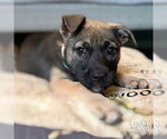 Small #2 Mutt