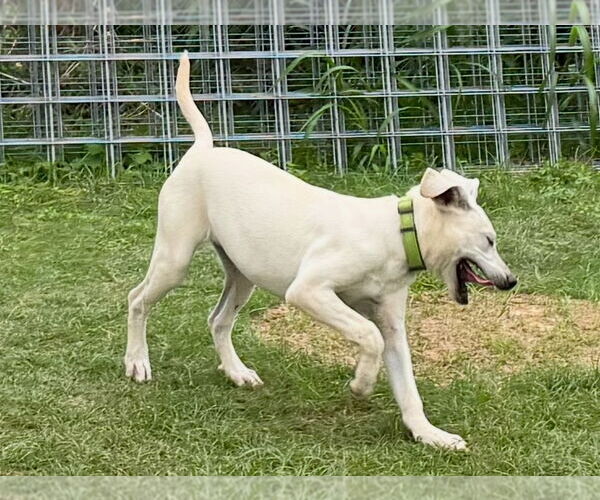 Medium Photo #26 Anatolian Shepherd-Labrador Retriever Mix Puppy For Sale in Higley, AZ, USA