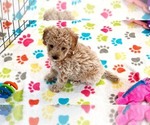 Small #12 Cavapoo (Miniature)-Poodle (Toy) Mix