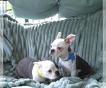 Small #13 Boston Terrier