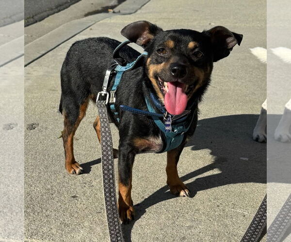 Medium Photo #5 Chipin Puppy For Sale in Newport Beach, CA, USA