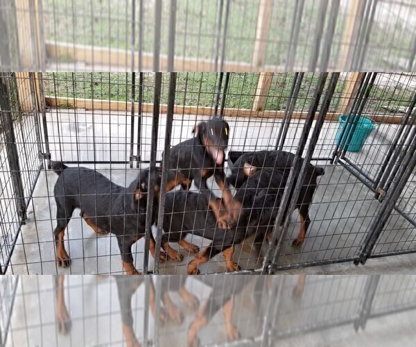 Medium Photo #85 Rottweiler Puppy For Sale in RIEGELWOOD, NC, USA