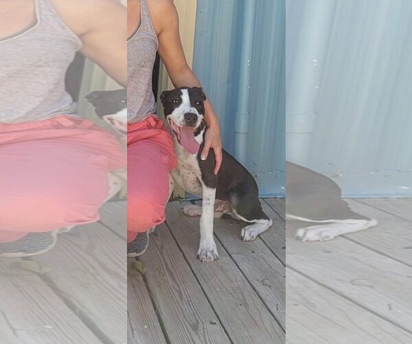Medium Photo #12 Mutt Puppy For Sale in Murfreesboro, NC, USA