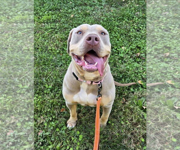 Medium Photo #3 American Bulldog-Unknown Mix Puppy For Sale in Millersville, MD, USA