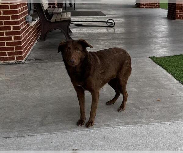 Medium Photo #2 Labrador Retriever-Unknown Mix Puppy For Sale in Grand Prairie, TX, USA