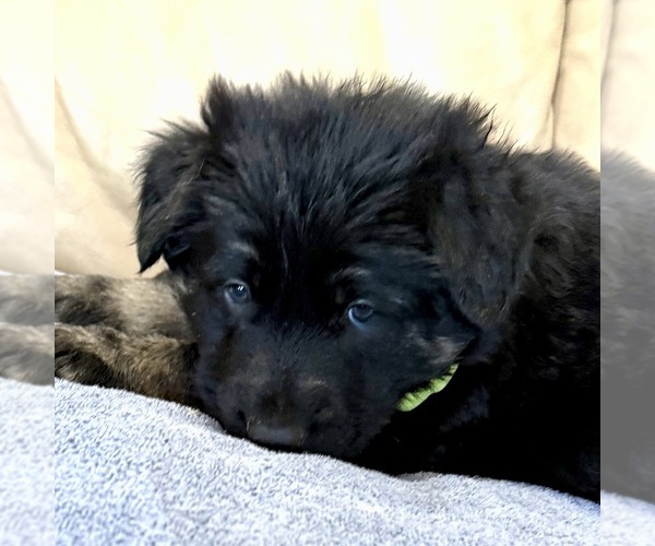 Medium Photo #31 German Shepherd Dog Puppy For Sale in BRIGHTON, CO, USA