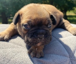 French Bulldog Puppy for sale in HICKORY, NC, USA