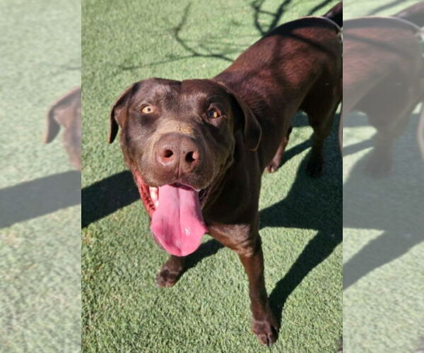 Medium Photo #1 Labrador Retriever-Unknown Mix Puppy For Sale in Lakewood, CO, USA