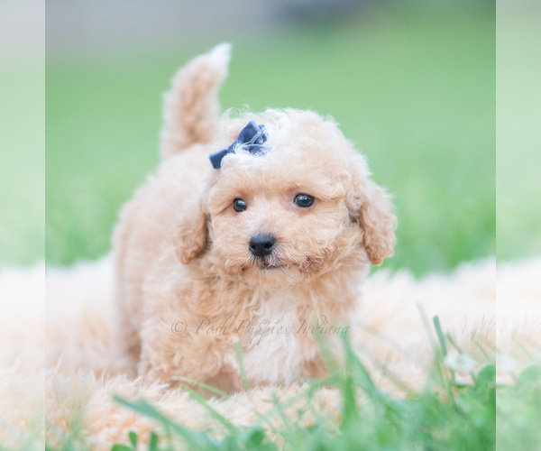 Medium Photo #84 Maltipoo (Miniature) Puppy For Sale in WARSAW, IN, USA