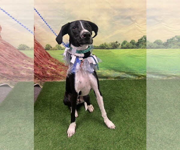 Medium Photo #1 Great Dane-Pointer Mix Puppy For Sale in Euless, TX, USA