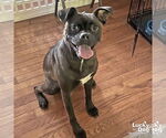 Small #1 Boxer-Pug Mix