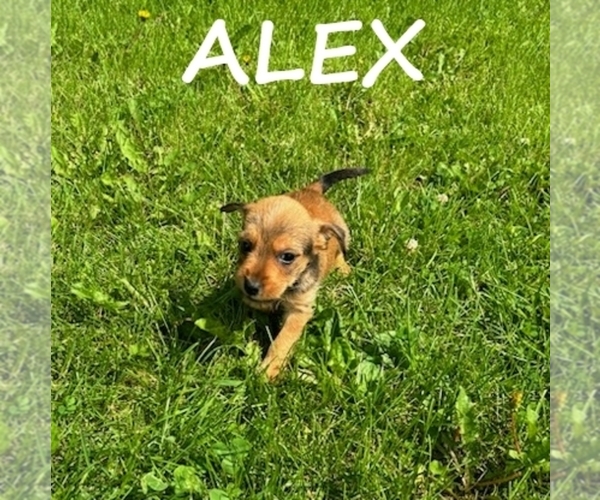 Medium Photo #3 Carkie Puppy For Sale in HARTLAND, MN, USA