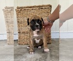 Puppy Female 2 American Bulldog