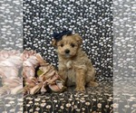 Small Photo #3 Pookimo Puppy For Sale in QUARRYVILLE, PA, USA