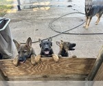Small German Shepherd Dog
