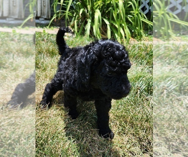 Medium Photo #9 Goldendoodle Puppy For Sale in KANSAS CITY, MO, USA