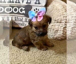 Poodle (Toy)-Yorkshire Terrier Mix Puppy for sale in ORO VALLEY, AZ, USA