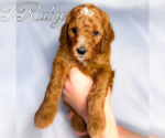Puppy Ruby Poodle (Standard)