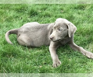 Labrador Retriever Puppy for sale in WOODSTOCK, CT, USA