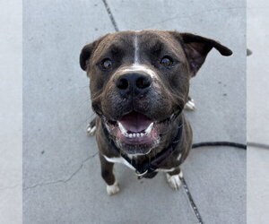 American Staffordshire Terrier-Unknown Mix Dogs for adoption in Palmetto, FL, USA