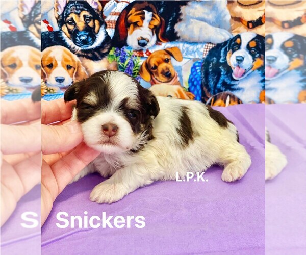 Medium Photo #3 Schnoodle (Miniature) Puppy For Sale in WINNSBORO, LA, USA