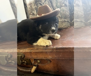 Border Collie Puppy for sale in LOMA, CO, USA