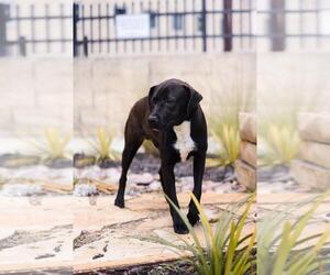 Mercury- $75 Adoption Fee! Diamond Dog! - Male Labrador Retriever-Unknown Mix Dog for Adoption - Photo #4