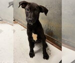 Small Rhodesian Ridgeback Mix