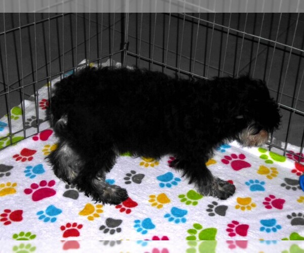 Medium Photo #7 Schnoodle (Miniature) Puppy For Sale in ORO VALLEY, AZ, USA