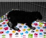 Small #6 Schnoodle (Miniature)
