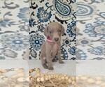 Small Photo #22 Weimaraner Puppy For Sale in LEWISBURG, KY, USA