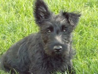 Medium Scottish Terrier