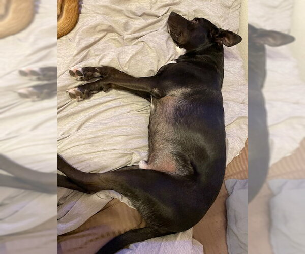 Medium Photo #1 American Staffordshire Terrier-Unknown Mix Puppy For Sale in Chandler, AZ, USA