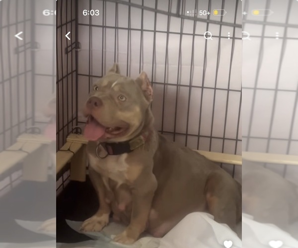 Medium Photo #1 American Bully Puppy For Sale in REIDSVILLE, GA, USA