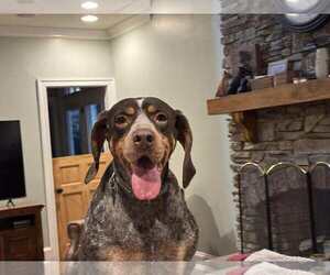 Coonhound Dogs for adoption in Holly Springs, NC, USA