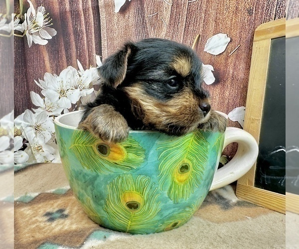 Medium Photo #23 Yorkshire Terrier Puppy For Sale in CASSVILLE, MO, USA