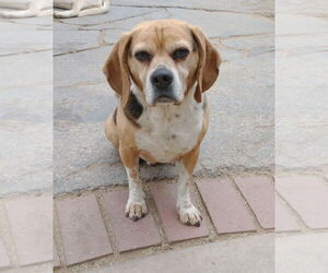 Louie-He's got a sponsor! - Male Puggle Dog for Adoption - Photo #7
