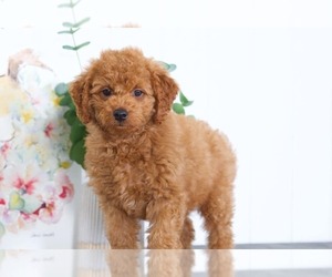 Goldendoodle Puppy for sale in BEL AIR, MD, USA