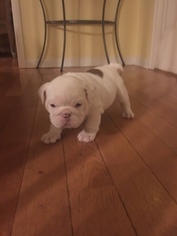 English Bulldog Puppy for sale in SALISBURY, MD, USA