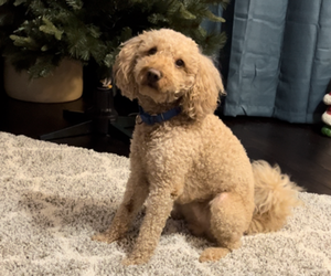 Father of the English Cream Golden Retriever-Poodle (Miniature) Mix puppies born on 05/12/2025